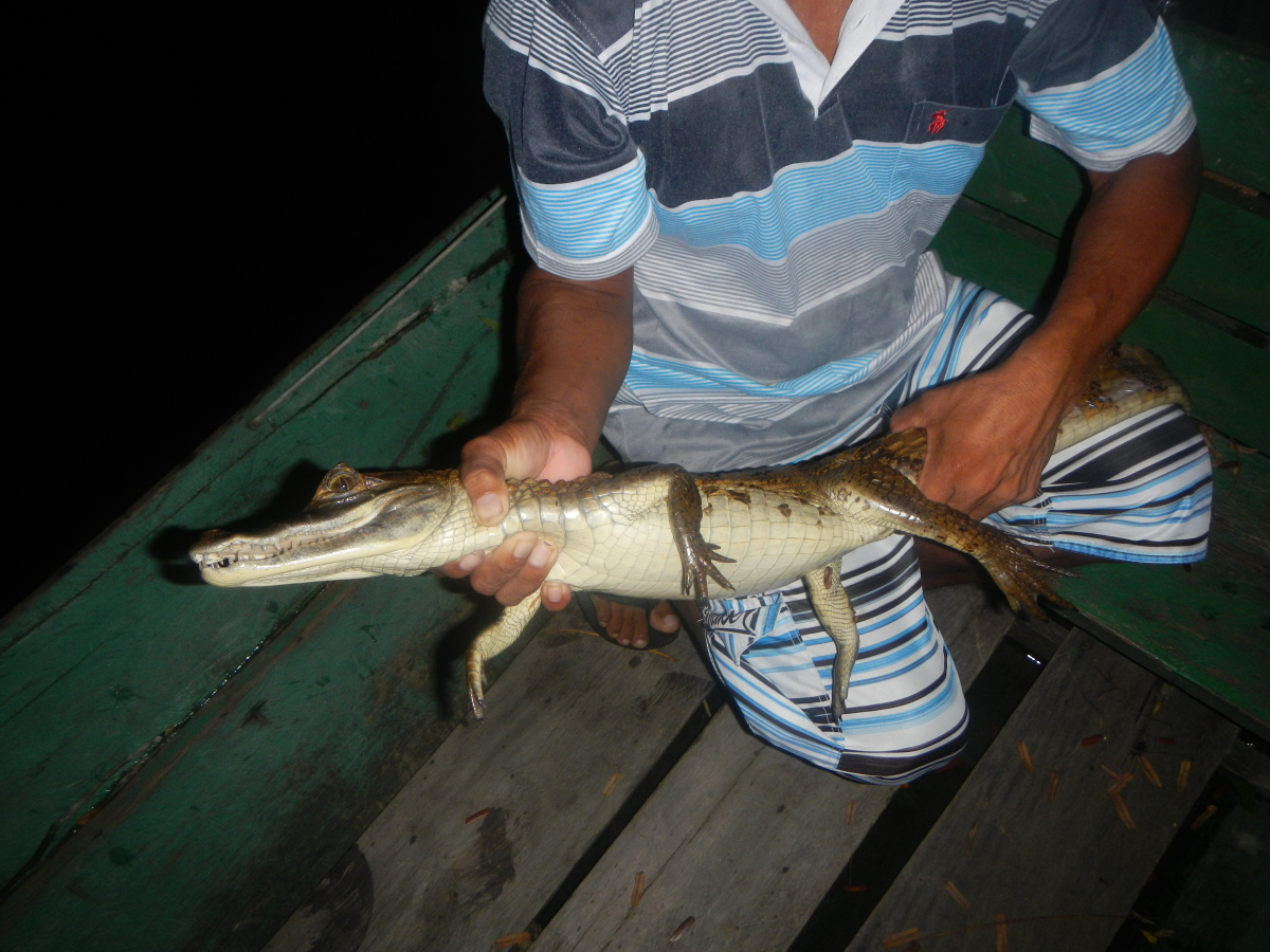 Brazylia - Manaus - Amazonka